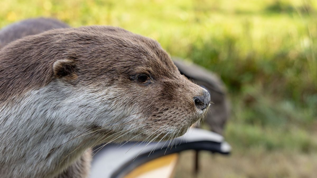 Close-up van een otter in het gras